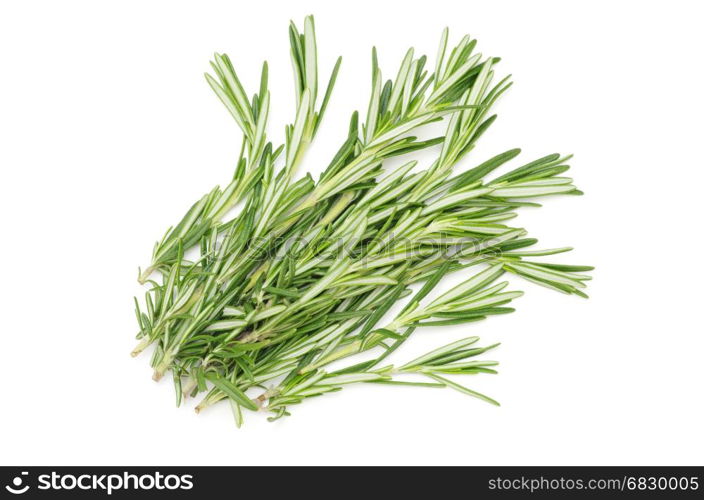 fresh rosemary isolated on white