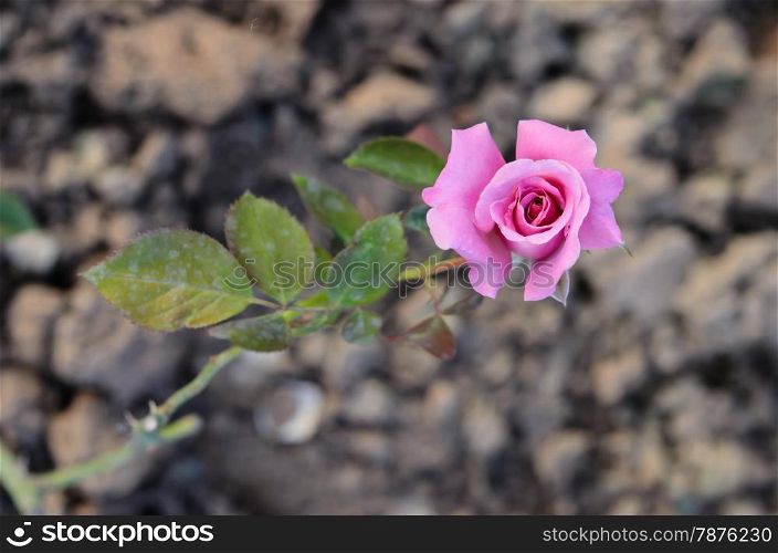 fresh roses on a bush in a garden , beautiful pink flower
