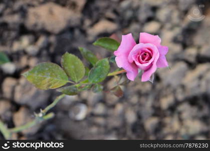fresh roses on a bush in a garden , beautiful pink flower