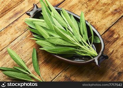 Fresh sage foliage. Medicinal herbs and plants.Salvia and herbal medicine.. Sage in herbal medicine,herbalism