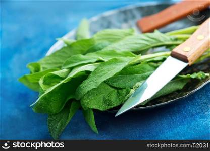 fresh sage on board and on a table