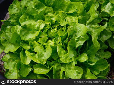 Fresh salad growing in the vegetables garden