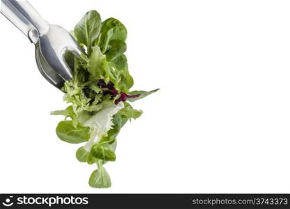 fresh salad in a clamp isolated on white background and copy space. fresh salad in a clamp