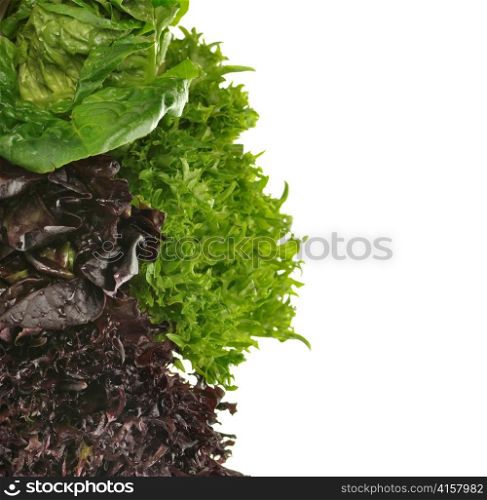 Fresh Salad Leaves Assortment Close Up