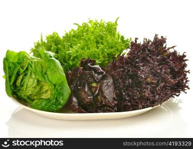 fresh salad leaves assortment on a plate