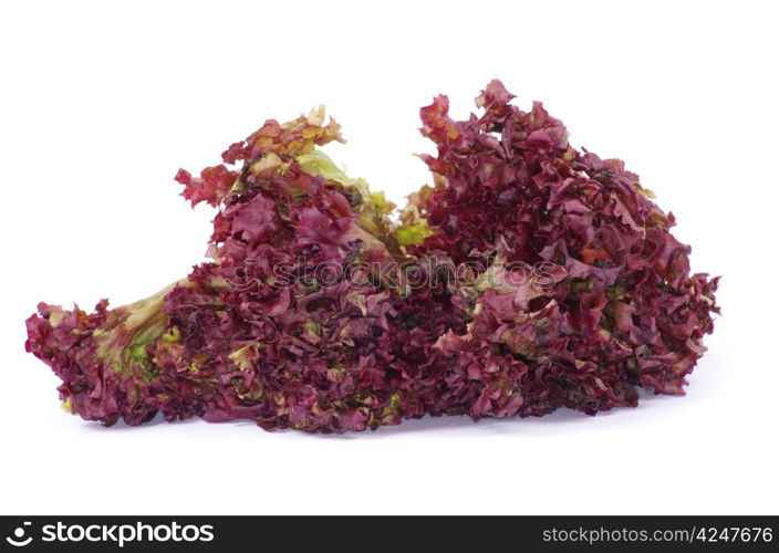 fresh salad on white background