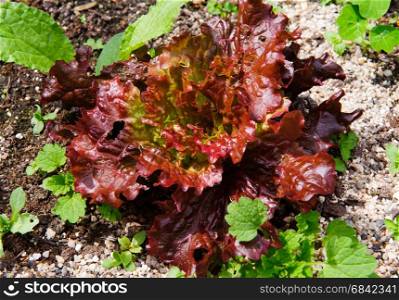 Fresh salad red growing in the vegetables garden