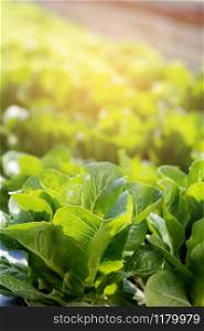 Fresh sapling of green? cos romaine lettuce organic farm in plantation, produce and cultivation agriculture and harvest green leaves in the field, vegetable kitchen garden and healthy food concept.