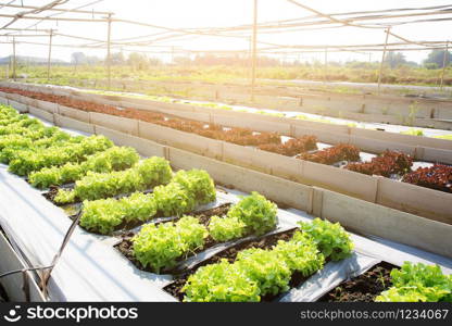Fresh sapling of green? oak or red oak romaine lettuce organic farm in plantation, produce and cultivation agriculture and harvest green leaves in the field, vegetable and healthy food concept.