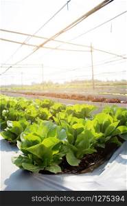 Fresh sapling of green? oak or red oak romaine lettuce organic farm in plantation, produce and cultivation agriculture and harvest green leaves in the field, vegetable and healthy food concept.