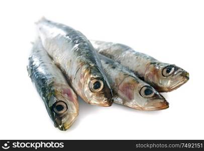 fresh sardine in front of white background