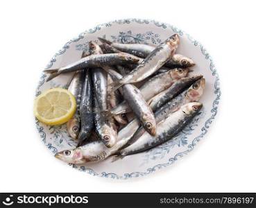 fresh sardine in front of white background