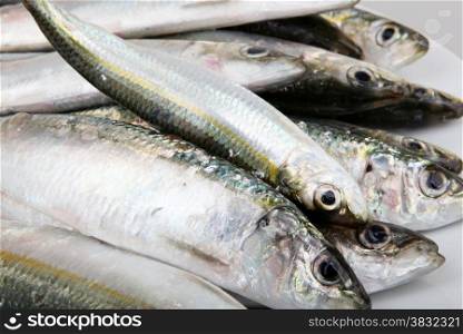 Fresh Sardines