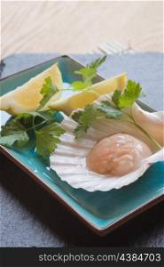 Fresh scallop in shell with lemon and parsley garnish