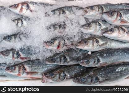 Fresh sea bass, Dicentrarchus labrax, on display on a UK fishmonger market stall