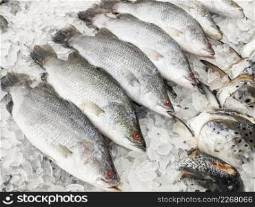 Fresh sea bass fish for sale in the market seafood restaurant, raw bass fish on ice
