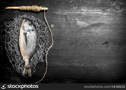 Fresh sea fish on a fishing net. On a black chalkboard.. Fresh sea fish on a fishing net.