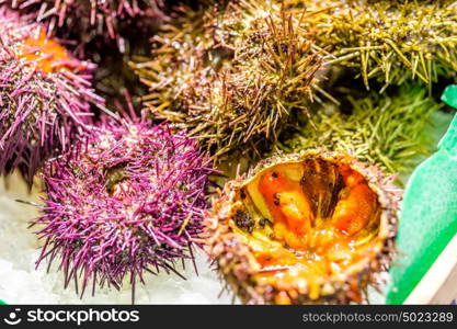 Fresh sea urchins on cooled market display