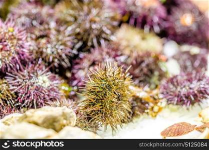 Fresh sea urchins on cooled market display