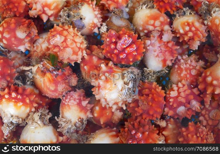 Fresh seafood Sea Squirts or Sea Pineapples at a seafood market.