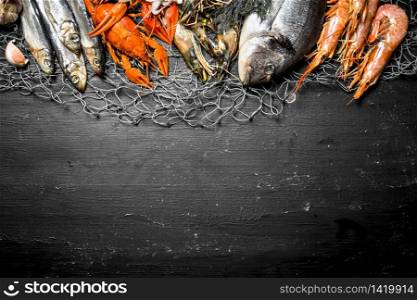 Fresh seafood. Various marine shrimp, shellfish and lobsters at the fishing net. On a black chalkboard.. Various marine shrimp, shellfish and lobsters at the fishing net.