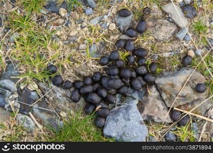 Fresh sheep droppings on grass and stones