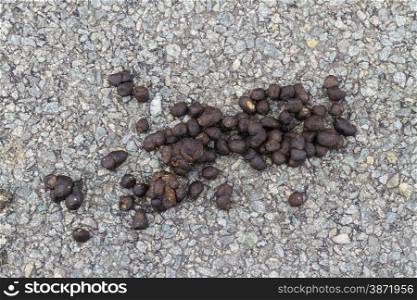 Fresh sheep droppings on road surface