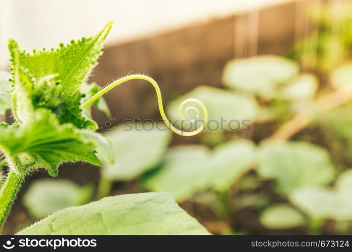 Fresh shoots of cucumber grow in greenhouse. Gardening for growing vegetables, farmer grows cucumbers. Food for vegetarians.