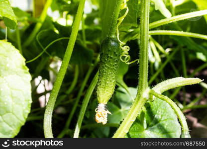 Fresh shoots of cucumber grow in greenhouse. Gardening for growing vegetables, farmer grows cucumbers. Food for vegetarians.