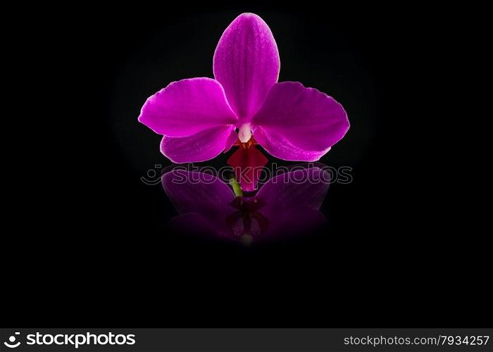 fresh singl beautiful pink orchid on mirror background