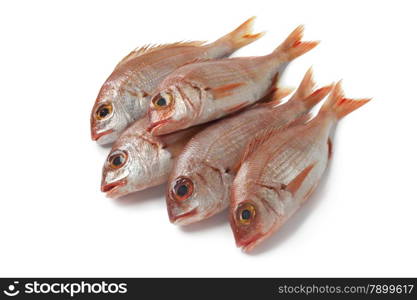 Fresh small raw red snappers on white background