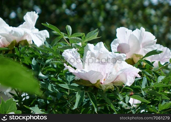 Fresh smelling flowers - white peony on a green bush in the garden. Bloom love concept.. Delicate white peonies in the garden.