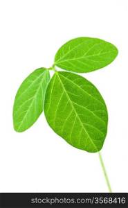 Fresh soy leaves isolated on white