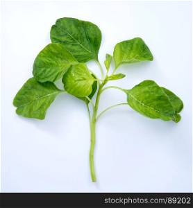 fresh spinach isolated on white background