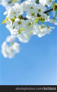 Fresh spring background - beautiful blooming white apple blossoms on a blue sky background in close-up (low DOF)
