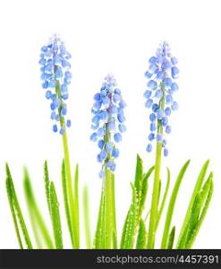 Fresh spring blue tiny muscary flowers with grass &amp; morning dew isolated on white background