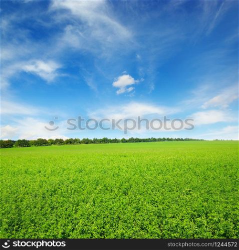 Fresh spring clover field and blue sky