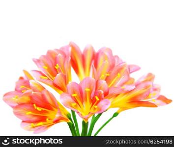 Fresh spring crocus flowers isolated on white background