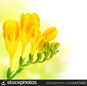 Fresh spring flowers bouquet over green yellow bokeh background with text space