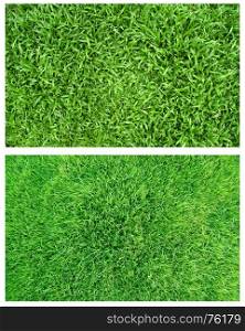 fresh spring green grass