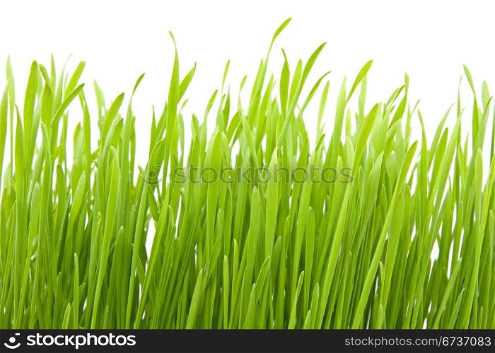 fresh spring green grass isolated on white background