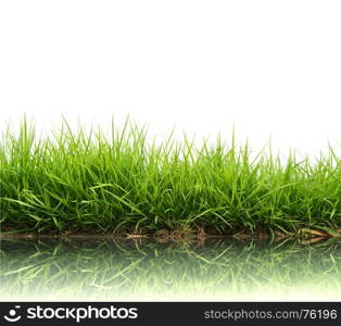 fresh spring green grass isolated on white background