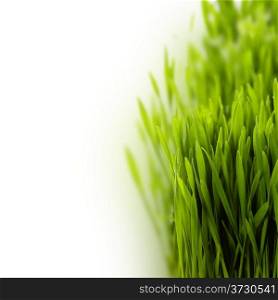 fresh spring green grass over white