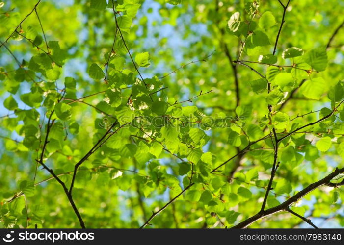 fresh spring leaves of birch on a background of clear sky