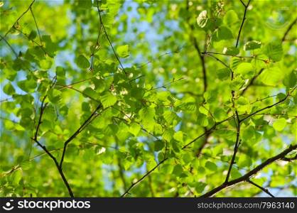 fresh spring leaves of birch on a background of clear sky