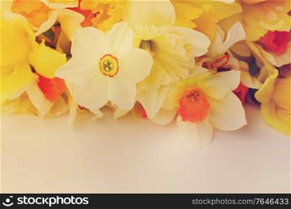 Fresh spring Light and dark yellow daffodils border on white desktop , retro toned. Fresh spring daffodils