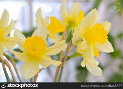 Fresh spring narcissus flowers in vase