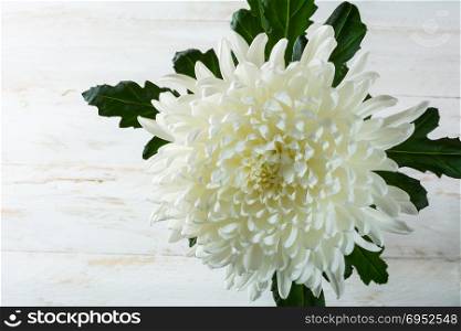 Fresh spring summer white chrysanthemum beautiful flowers on white painted wooden planks. Mother&rsquo;s day greetings. Birthday congratulations. Selective focus. ??opy space for greeting message. Postcard