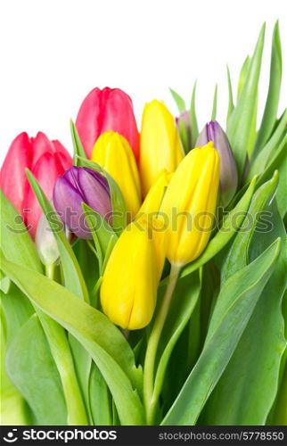 fresh spring tulip flowers over white background