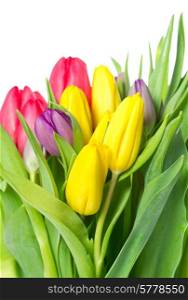 fresh spring tulip flowers over white background